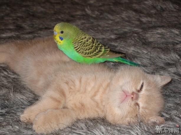 猫和鸟(二)