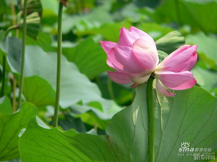 並蒂蓮屬荷花中的千瓣蓮類,是花中珍品,它集蓮荷之精華於一身,尤能引